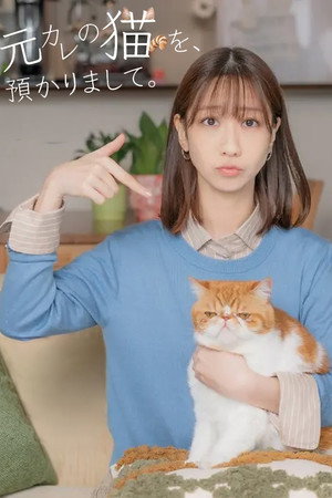 我收留了前男友的猫
