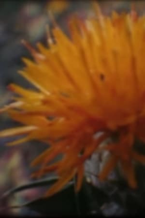 紅花の影色染め(2015电影)