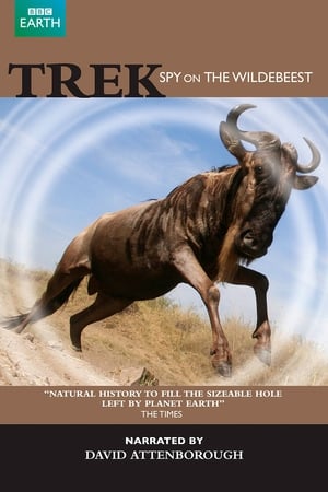 大迁徙 角马群里的间谍,Trek - Spy on the Wildebeest(2007电影)