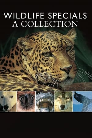 BBC野生动物系列,Wildlife Specials(1995电视剧集)