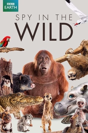 荒野间谍,Spy in the Wild(2017电视剧集)