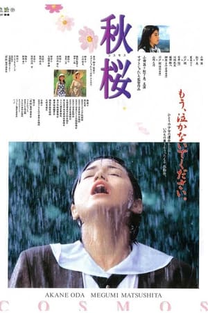 秋桜 コスモス